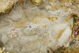 Polished Petrified Wood (Araucaria) Round - Madagascar #355318-1